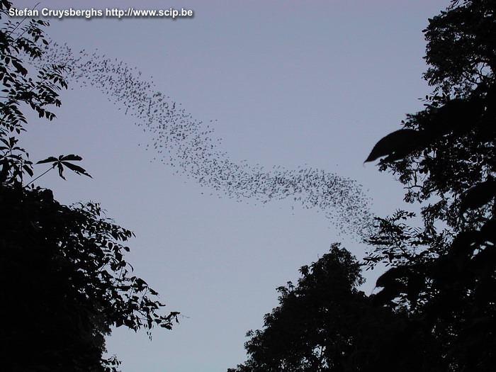 Khao NP - Bats At nightfall, millions of bats come out of the caves on the hills. It's a fantastic show. Stefan Cruysberghs